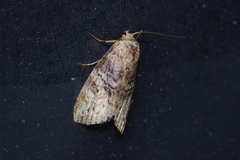 Bryophilina mollicula