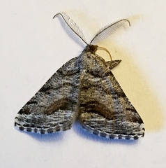 Macaria colata