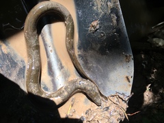 Synbranchus marmoratus