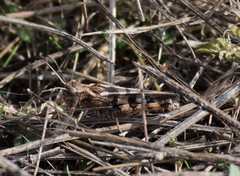 Encoptolophus costalis