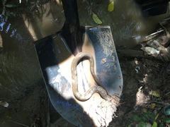 Synbranchus marmoratus