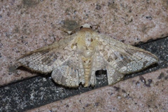 Canaea ryukyuensis