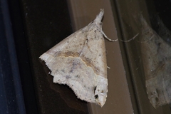 Dichromia occatus