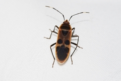 Physopelta gutta gutta