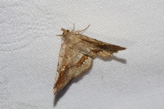 Pangrapta flavomacula