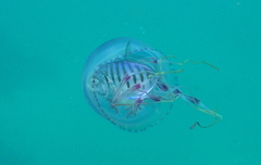 Ferdauia ferdau