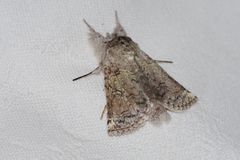 Macrobarasa xantholopha