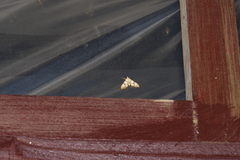 Cirrhochrista kosemponialis