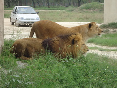 Panthera leo