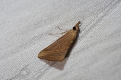 Hypena masurialis