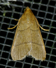 Hypsopygia nostralis