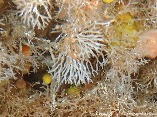Exidmonea atlantica observed 2025-08-20