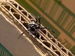 Latrodectus variolus