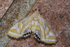 Eoophyla conjunctalis