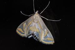 Eoophyla conjunctalis