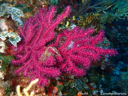 Paramuricea clavata (Risso, 1827)