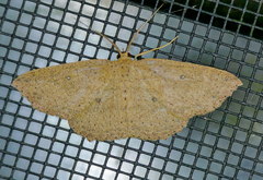 Cyclophora myrtaria