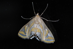 Eoophyla conjunctalis