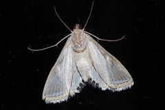 Eoophyla conjunctalis