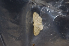 Idaea neovalida