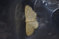 Idaea neovalida