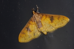 Pachynoa sabelialis