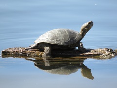 Actinemys marmorata pallida