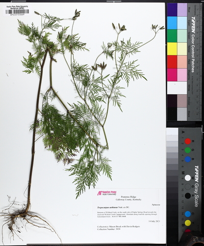 Whitenymph (Trepocarpus aethusae)