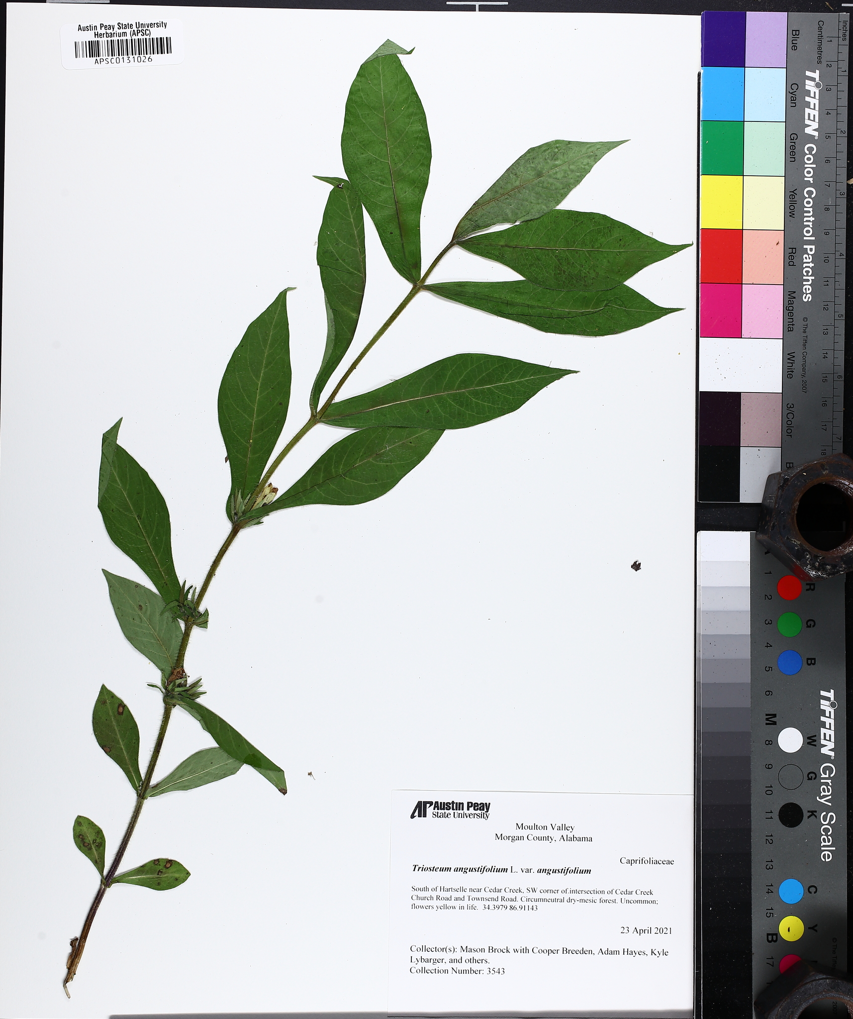 Yellow Horse-Gentian (Triosteum angustifolium)