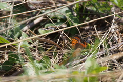 Lycaena phlaeas daimio