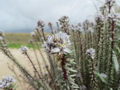 Polygala cyparissias
