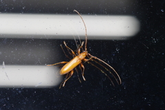 Allotraeus insularis