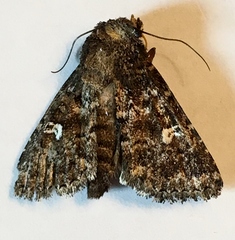 Properigea albimacula