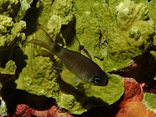 Nectamia bandanensis observed 2025-08-22