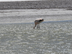 Phoenicoparrus andinus