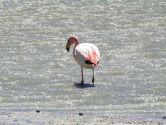 Phoenicoparrus jamesi