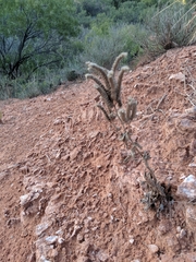 Phacelia congesta