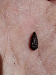 Acmaeodera cuprina