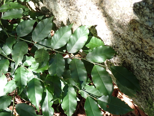 Capparis cantoniensis observed 2025-08-22