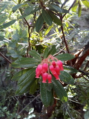 Comarostaphylis glaucescens