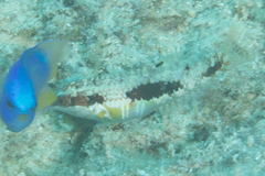 Halichoeres margaritaceus