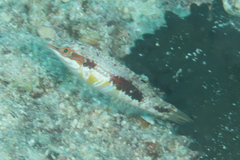 Halichoeres margaritaceus