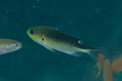 Pomachromis richardsoni