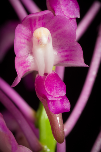 Lee's Aerides
