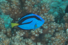 Paracanthurus hepatus
