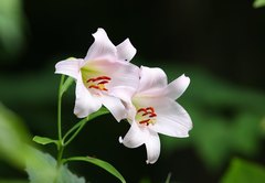 Lilium japonicum