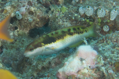 Thalassoma nigrofasciatum