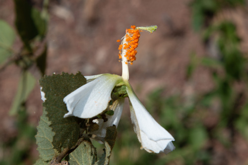 Hibiscus aridicola