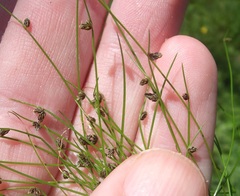 Isolepis sepulcralis