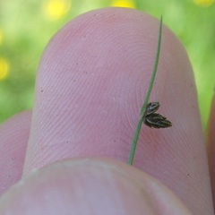 Isolepis sepulcralis